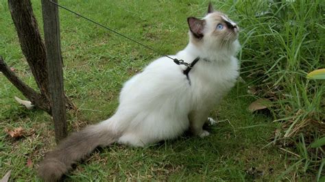 Ragdoll Cat Training .